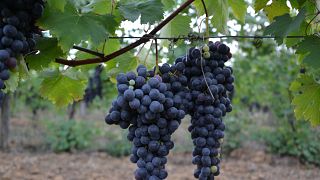 FRÅN VINGÅRD TILL GLAS: CHIELISÒ-UPPLEVELSE - VÅR MARK, VÅRT VIN, VÅR HISTORIA