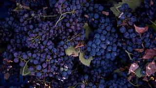 Calitro Winery