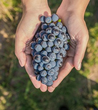 Visite d'un vignoble méditerranéen et dégustation de vins