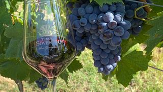 Taste Chianti & Vernaccia on a Tuscan Wine Journey