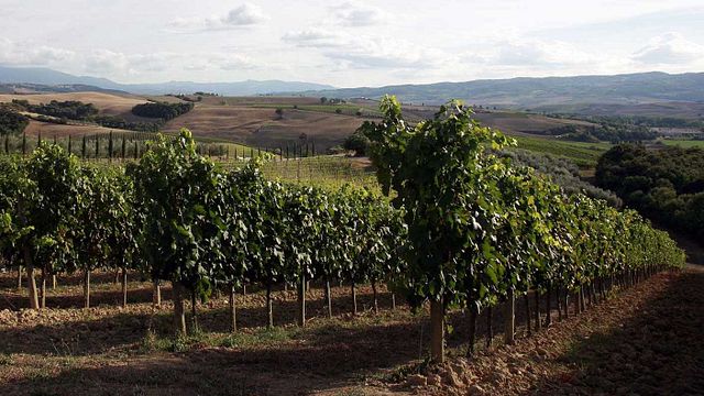 Cata de vinos premium y visita a la bodega Azienda Agricola Innocenti