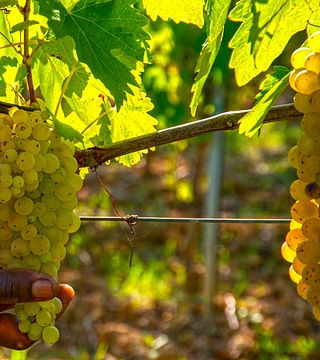 Tenuta Le Calcinaie - A Hidden Gem in Tuscany
