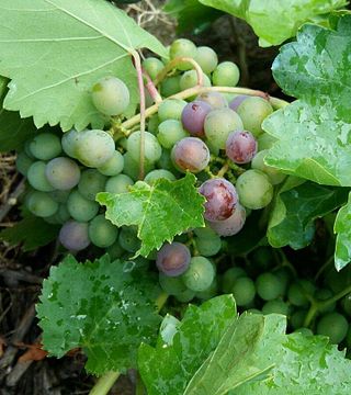 Val Da Lenda Winery