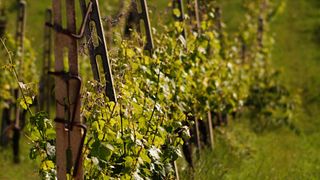 Organic Wine Bliss in Marche at Fattoria Nannì
