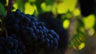 Tour della cantina e degustazione dei vini 