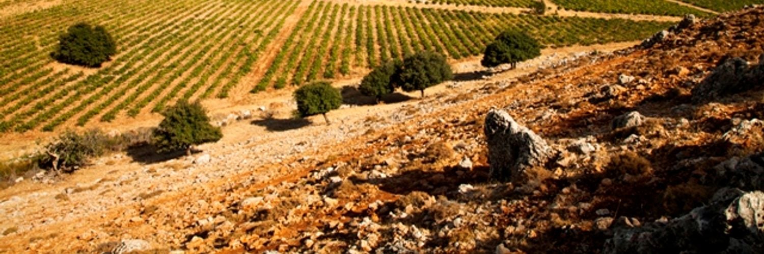domaine-des-tourelles-top-view (1)