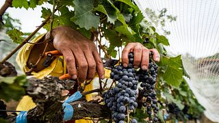 Vinos 1750 - Uvairenda: A Hidden Gem in Bolivia