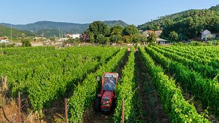 Azienda Agricola Innocenzo Turco