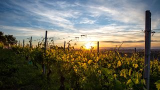 Weinprobe und Tour bei Gianni Doglia