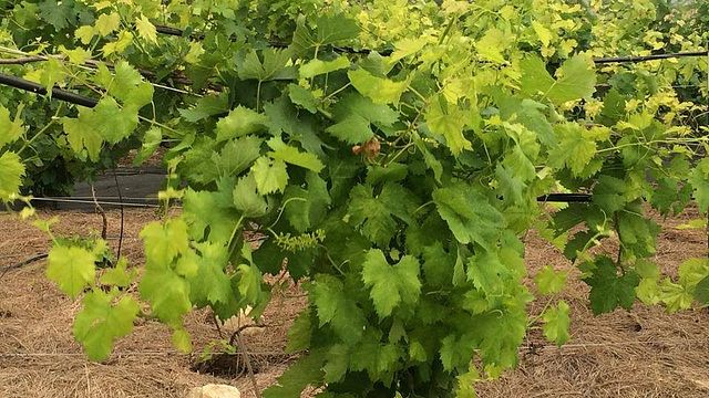 Medina River Winery