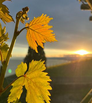 Historias de la vid: Paseo de cata de vinos por Lavaux
