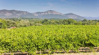 Degustação de vinhos e tour no Domaine Sainte Octime