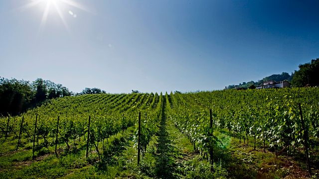 Tenuta Carbognano Winery