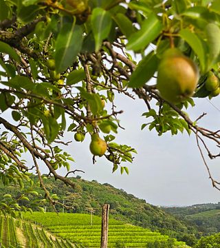 Pintar Wine & Guest Estate