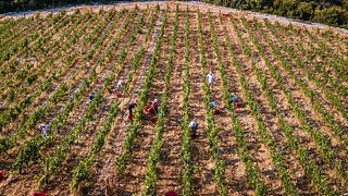 Visita e degustação de vinhos no Rizman Rest Stop