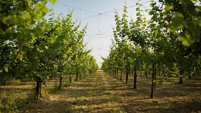 Bellese Vini