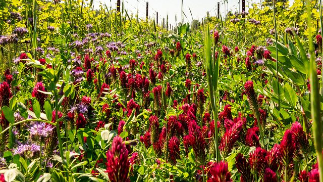 Weinprobe und Tour im Musella Winery & Country Relais