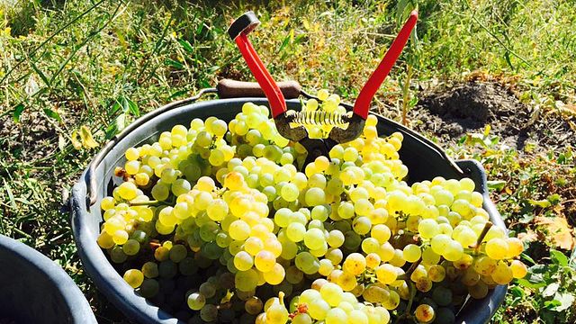 Cata de vinos y visita guiada en Weingut Ilmbacher Hof