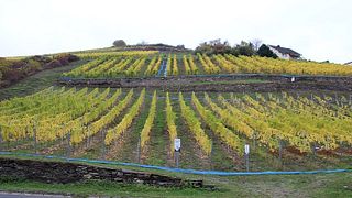 Weingut Philipps-Mühle