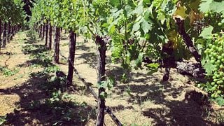 Alta Orsa Winery