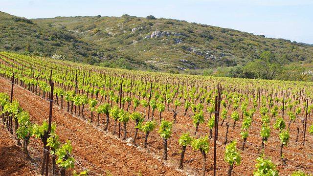 Degustazione di vini e tour a Clos d'Elle