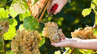 Pazo Pondal Winery