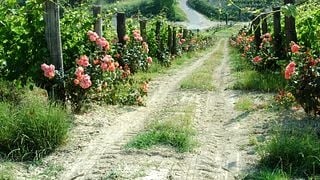 Willkommen in den Weinbergen | Marenco Azienda Agricola