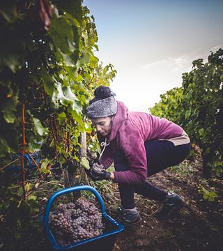 Bordeaux Barrel to Bottle: A Winemaker's Journey