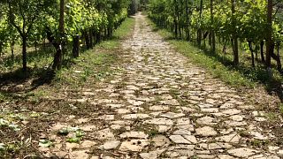 CILENTO WINE TASTING AT TENUTA GIRAPOGGIO