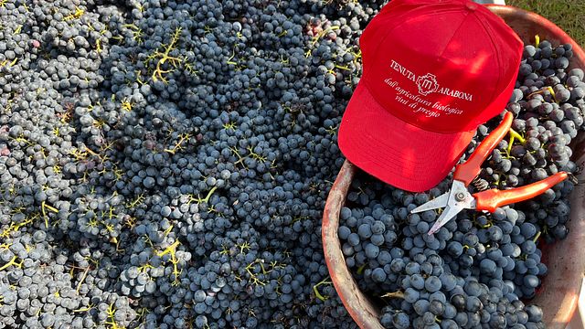 Montepulciano d'Abruzzo DOC: Rundtur och provsmakning i Majella nationalpark