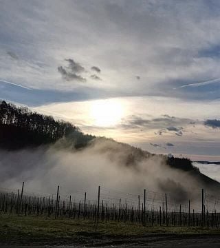 Degustação de vinhos e tour no Weingut Hannes Sabathi
