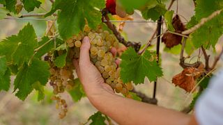 Weintour mit Verkostung und Mittagessen