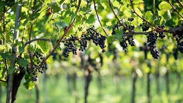 Cata de vinos y visita guiada en Weingut Zähringer