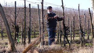 Veneto Vineyard Tour & Wine Tasting at Reassi