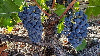 Val Da Lenda Winery