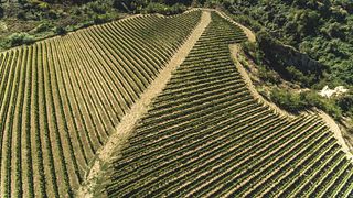 Fattoria Gaglierano