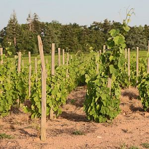 Experience Beaujolais in Your Motorhome