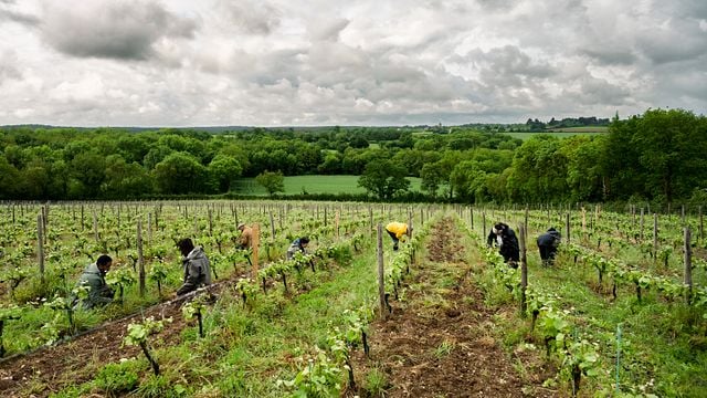 Besichtigung und Weinprobe im Domaine Haute Perche