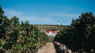 Rheinhessen's Neverland Wine Adventure
