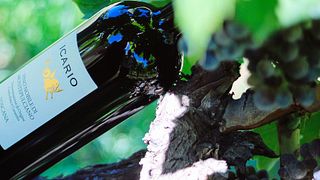 Guldvinprovning och rundtur på Icario Winery