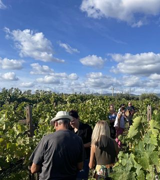 Degustação de vinhos premium entre as fileiras de vinhedos | Cantina Costantini