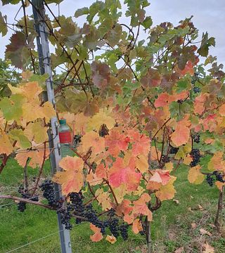 Warehorne Vineyard