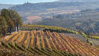 Visita à vinha e à adega, seguida de degustação de vinhos e queijos (incluindo Barolo).