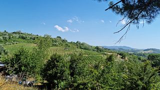 Discover Vittoria Wines & Cuisine at Catalano