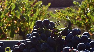 Pago De Larrainzar Winery