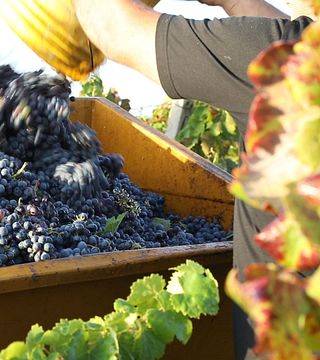 Dégustation de vins et visite à la Cantine De Falco