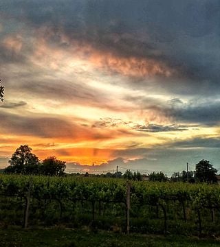 Bellese Vini