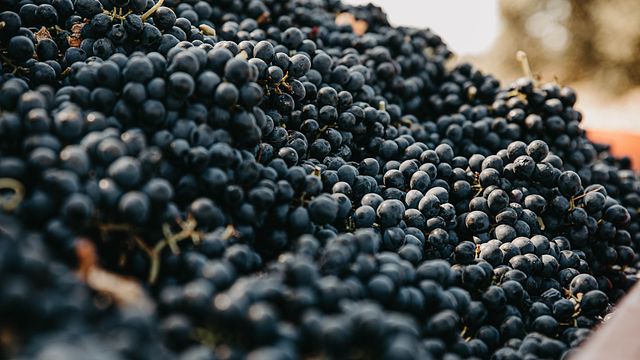 Degustazione di vini e visita allo Château Bas d'Aumelas