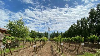 Degustación de vinos premium y tour en Antica Masseria Venditti