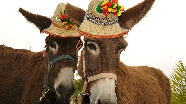 Animales de granja y jardín aromático | Recorrido y cata de vinos en Augustali 